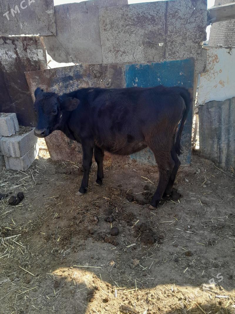 tüwe gbrit - Bäherden - img 5