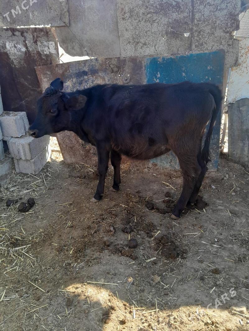 tüwe gbrit - Bäherden - img 6