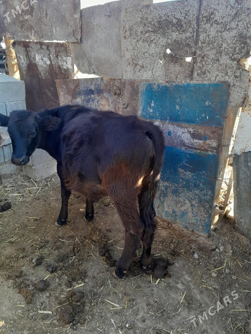 tüwe gbrit - Bäherden - img 3