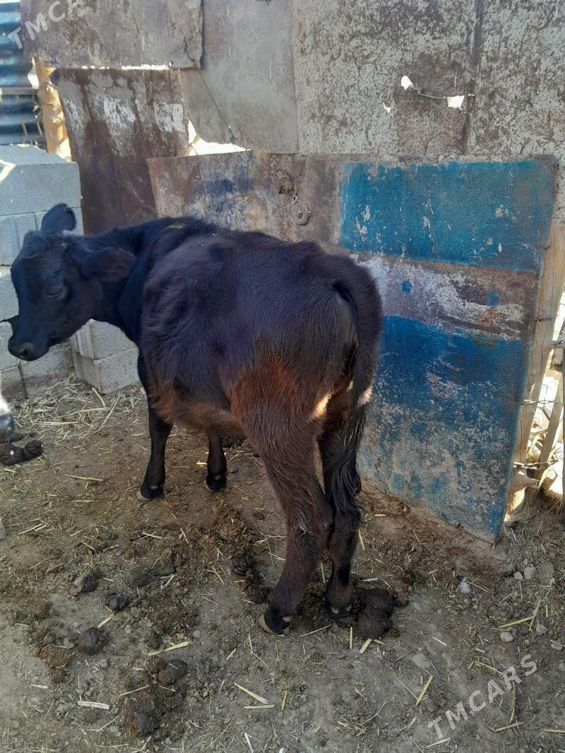 tüwe gbrit - Bäherden - img 4