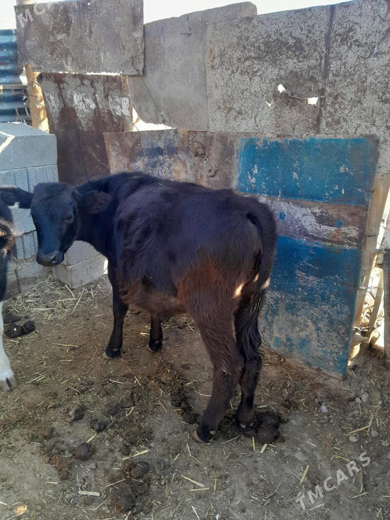 tüwe gbrit - Bäherden - img 2