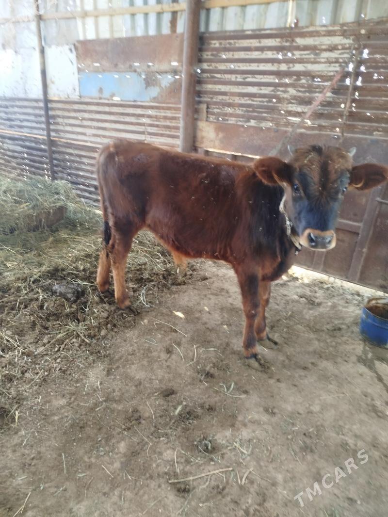 öküzce - Mary - img 2