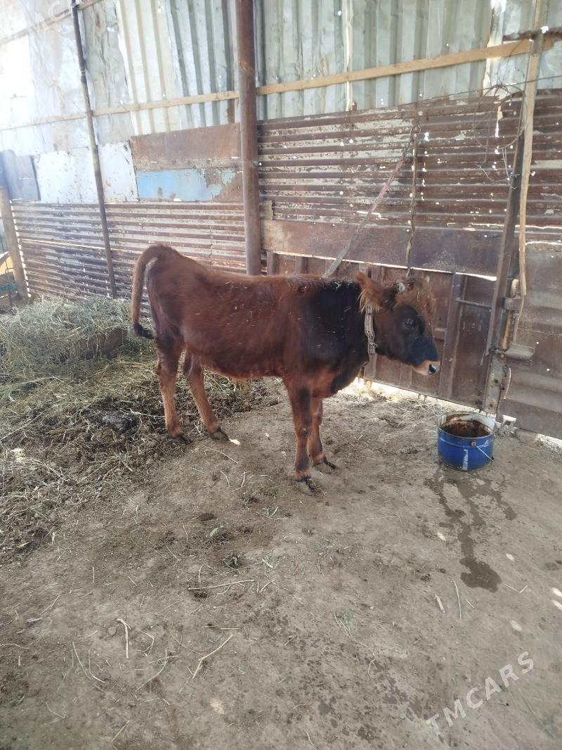 öküzce - Mary - img 1