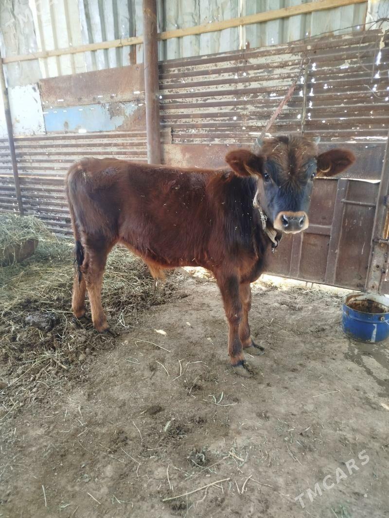 öküzce - Mary - img 3