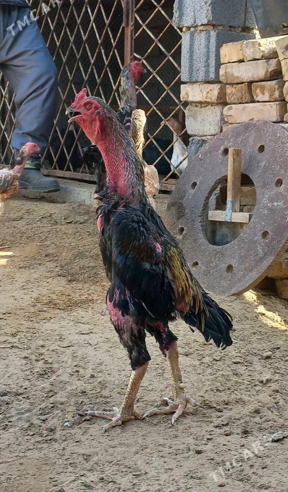 Satlyk - Ашхабад - img 1