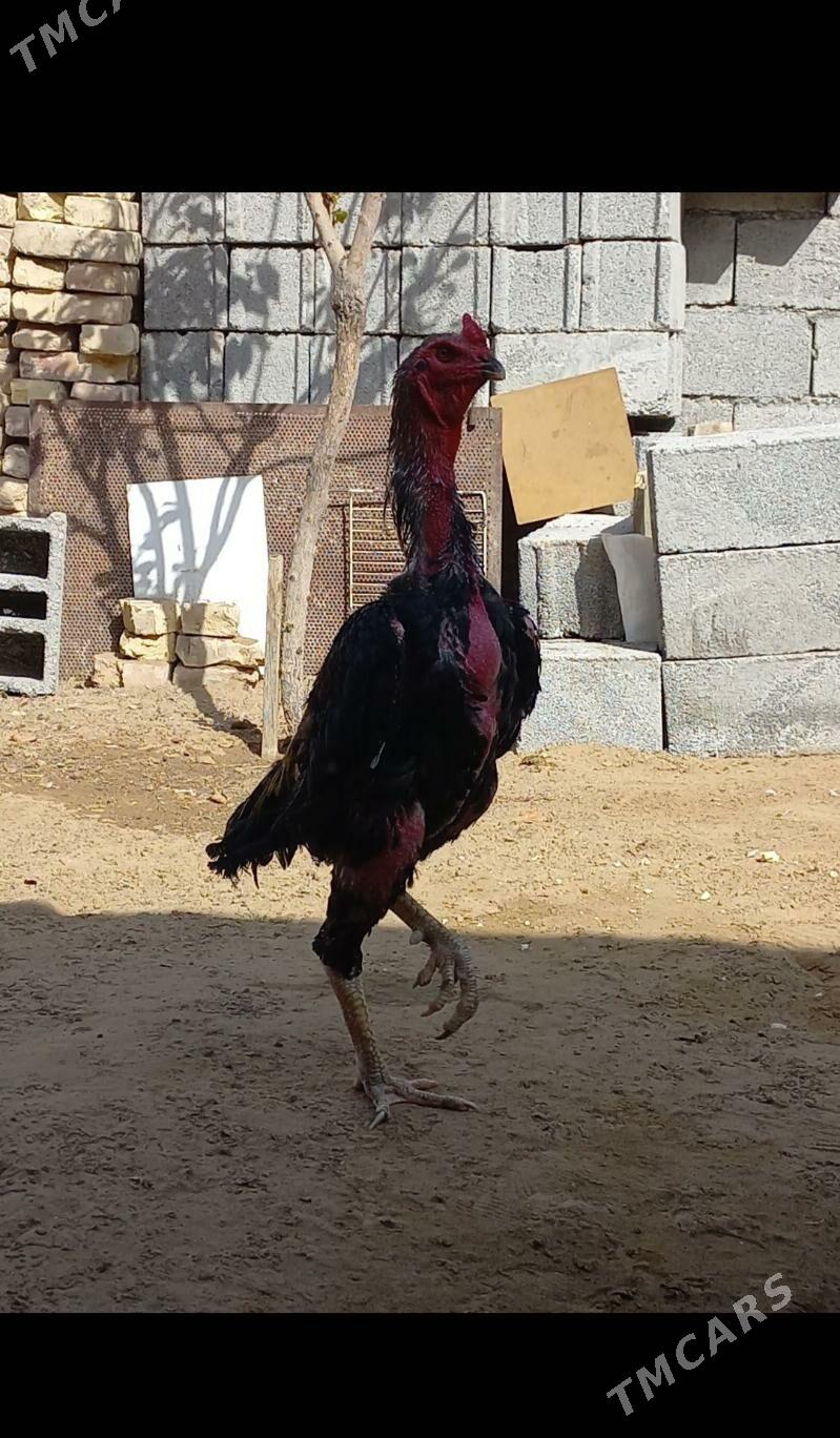 Satlyk - Ашхабад - img 2