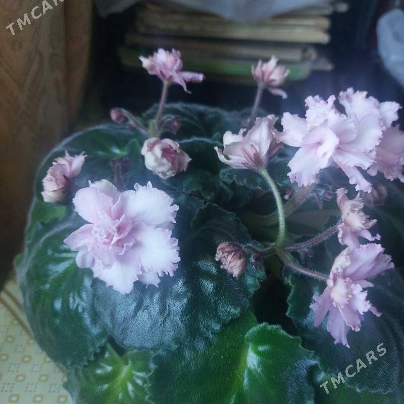 фиалка fialka gul - 3 mkr - img 2