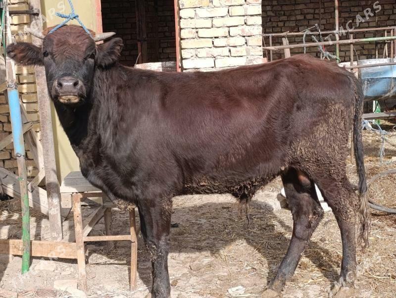 OKUZLER - Туркменабат - img 5