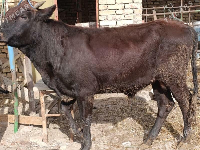 OKUZLER - Туркменабат - img 4