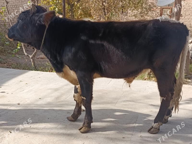 OKUZLER - Туркменабат - img 3