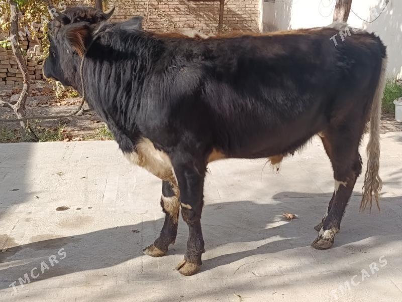 OKUZLER - Туркменабат - img 1