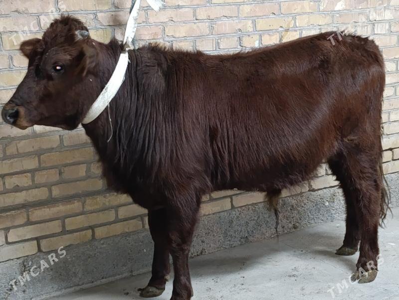 OKUZLER - Туркменабат - img 7