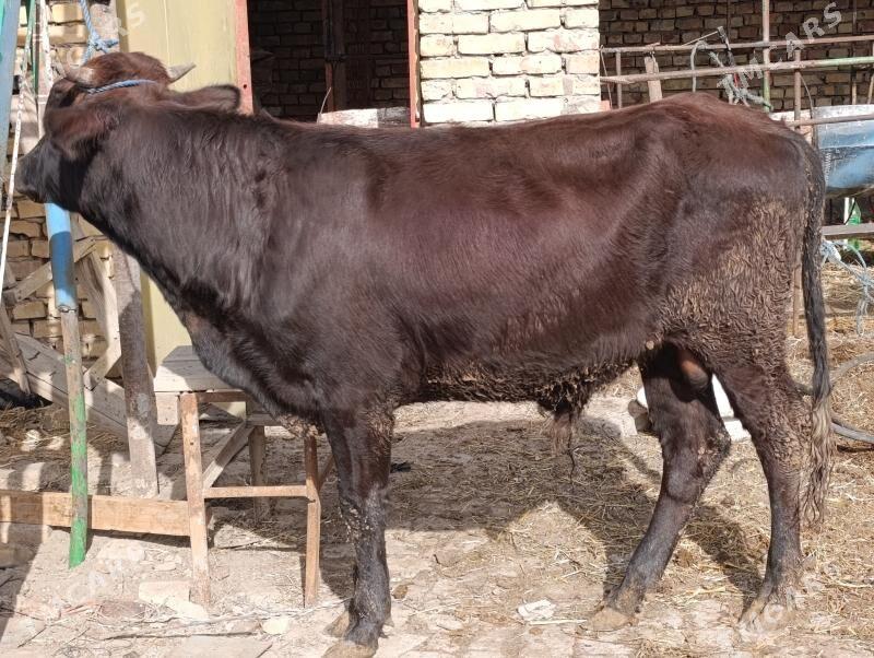 OKUZLER - Туркменабат - img 6