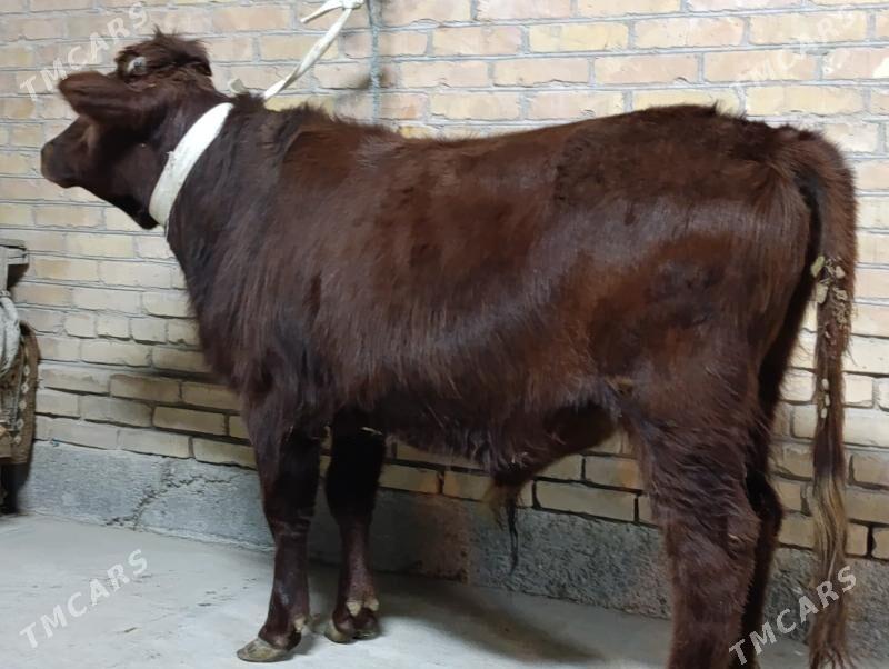 OKUZLER - Туркменабат - img 8