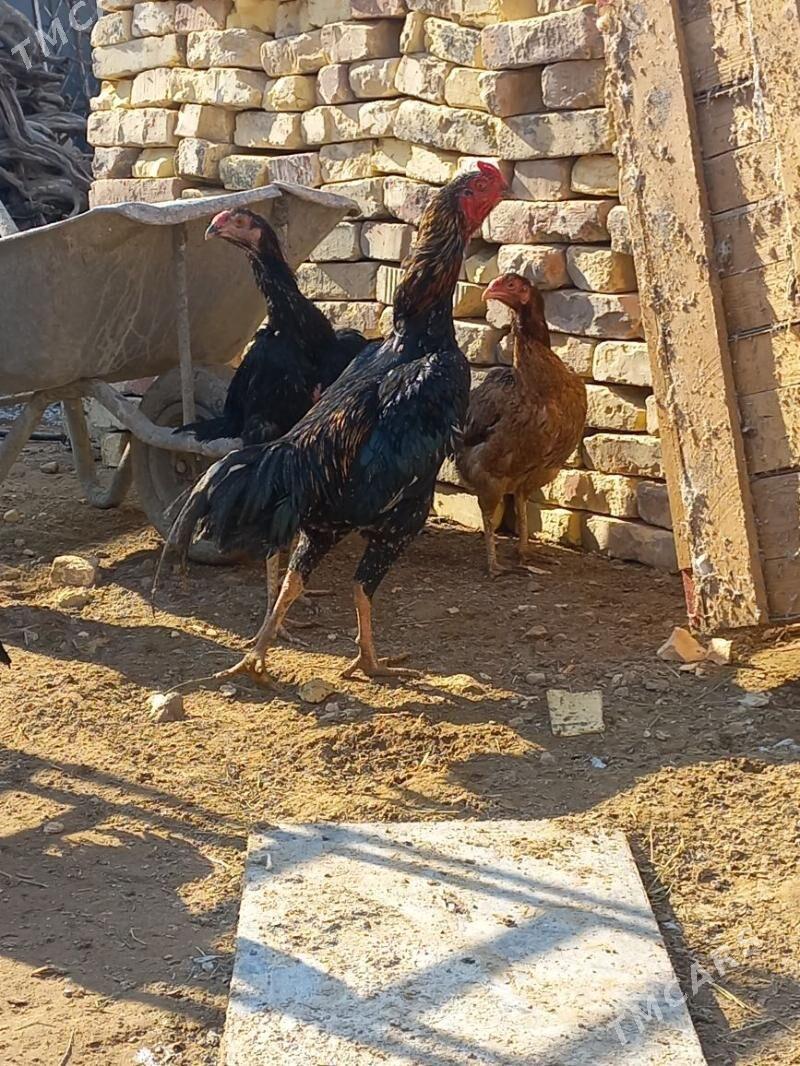 Tasken - Aşgabat - img 2