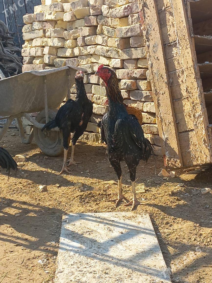 Tasken - Aşgabat - img 1