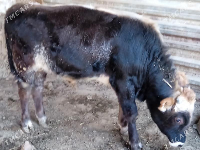 okuz - Aşgabat - img 3