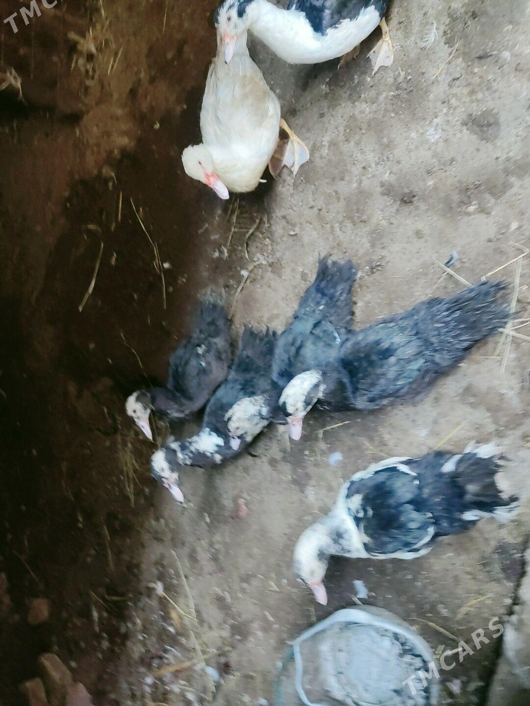 muskuslar - Туркменабат - img 3