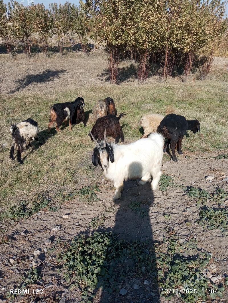 geçi we koy - Фарап - img 2