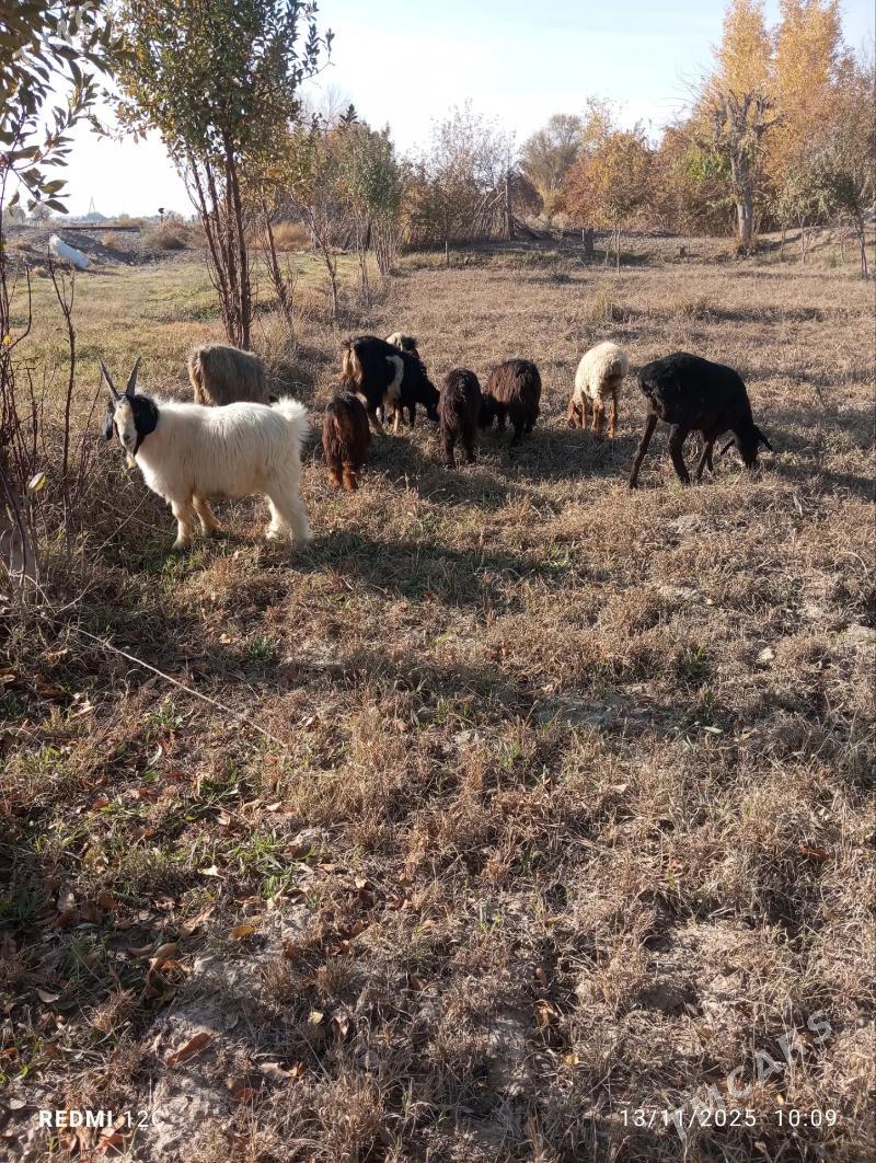 geçi we koy - Фарап - img 6