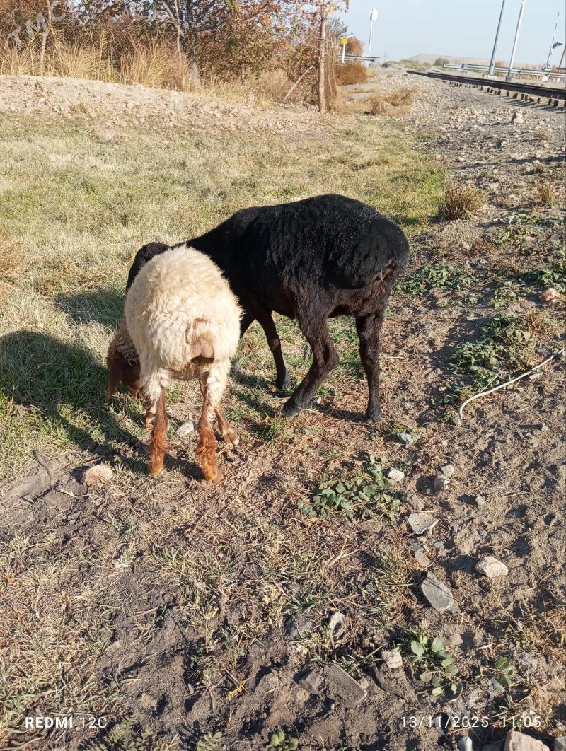 geçi we koy - Фарап - img 4