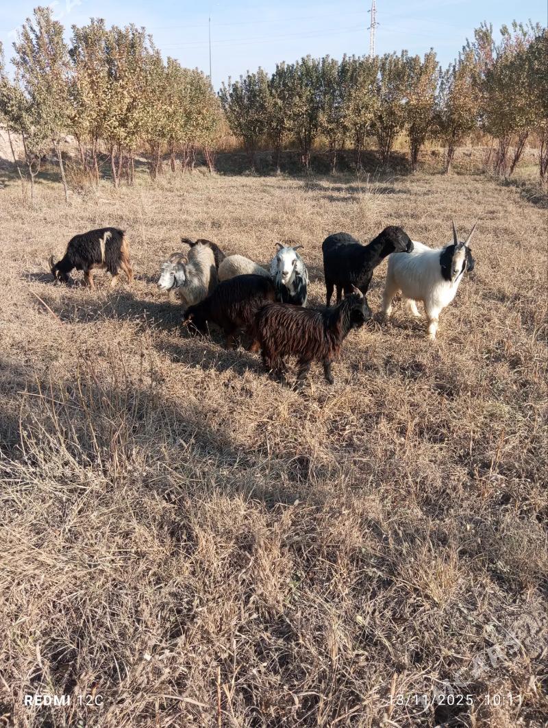 geçi we koy - Фарап - img 7