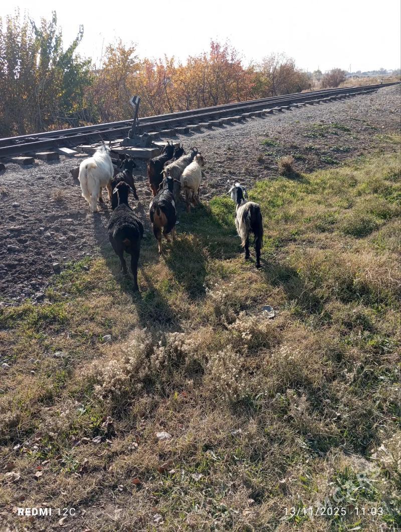 geçi we koy - Фарап - img 5