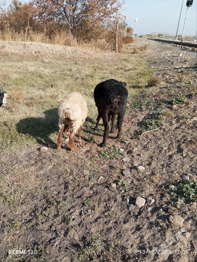 geçi we koy - Фарап - img 3