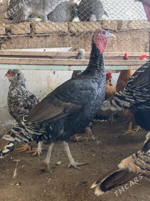 induk - Мары - img 5