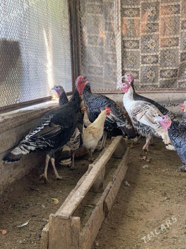 induk - Мары - img 4