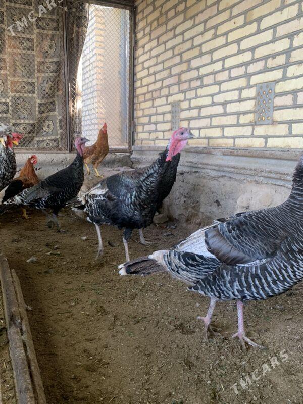 induk - Мары - img 7