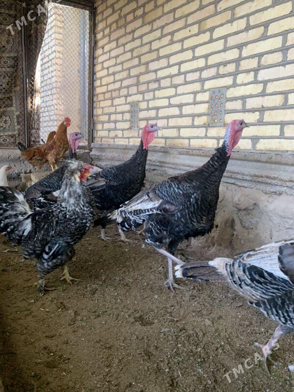 induk - Мары - img 6