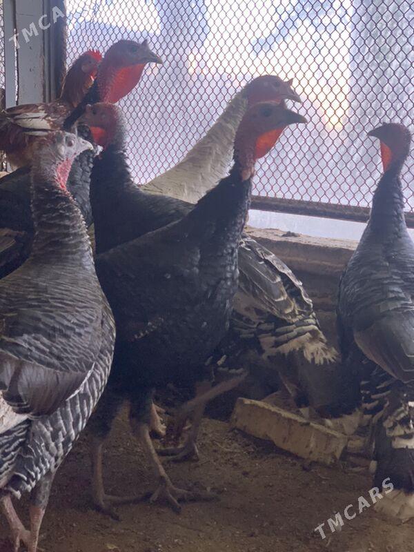 induk - Мары - img 8