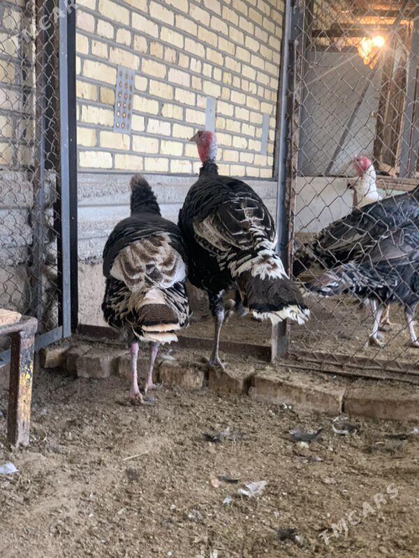 induk - Мары - img 2