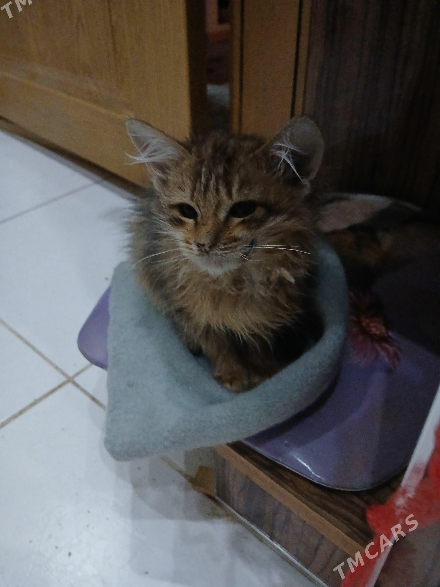 отдам хорошие руки - Aşgabat - img 2