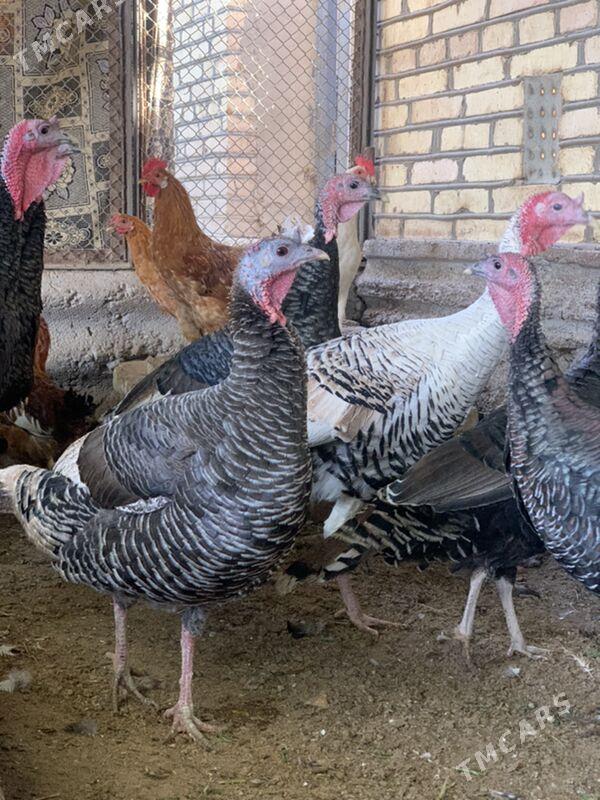 induk - Мары - img 3