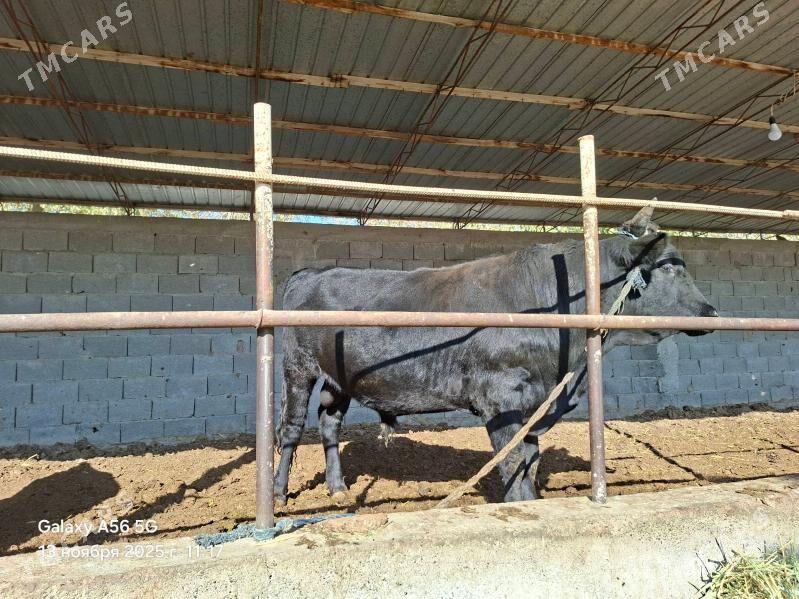 öküz - Gökdepe - img 7