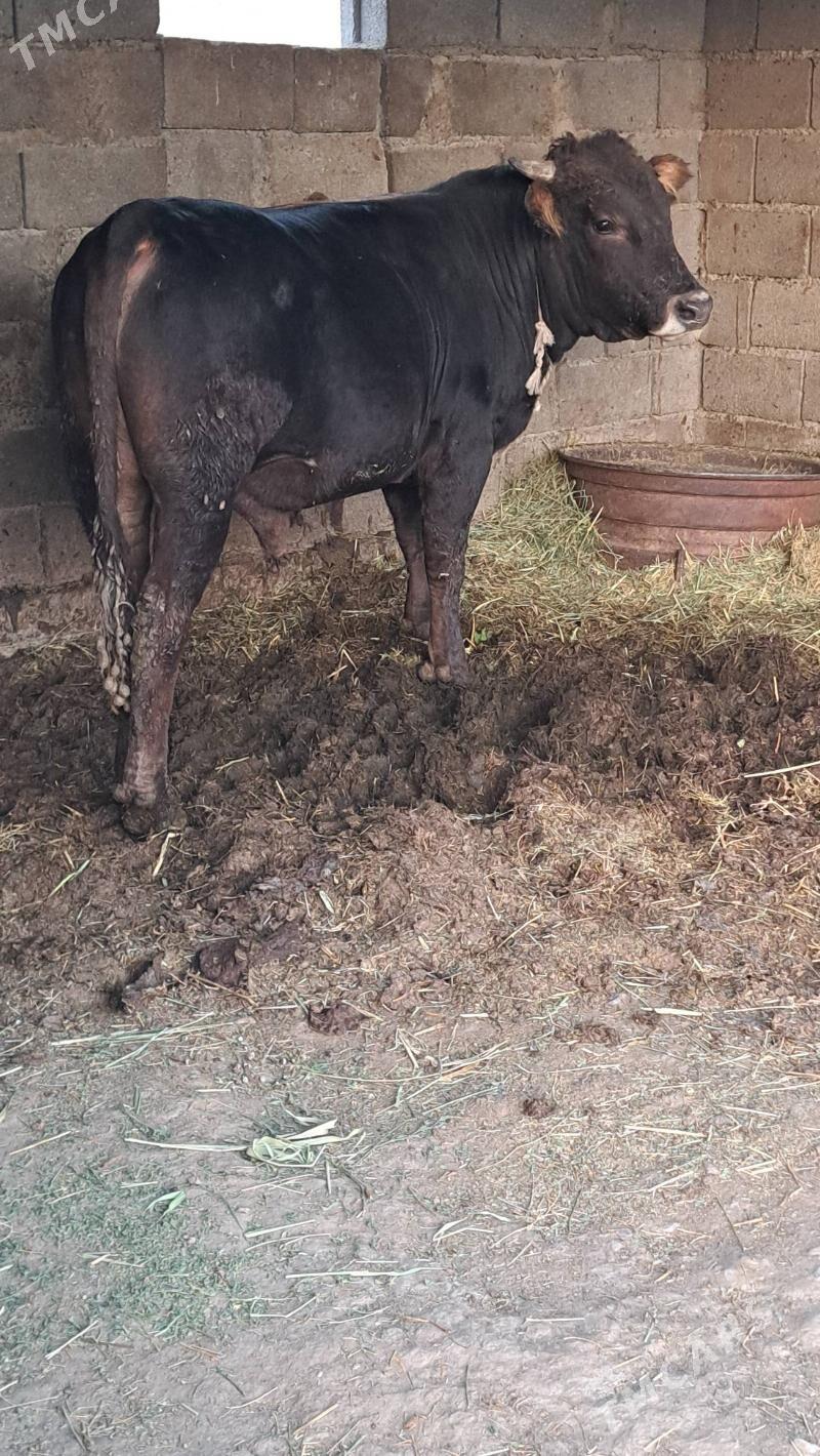 Bakylan okuz - Бахарден - img 3