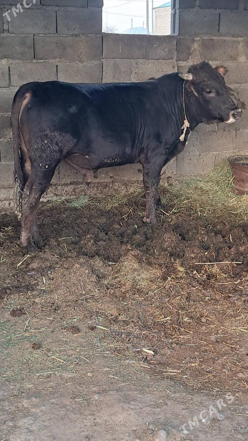 Bakylan okuz - Бахарден - img 2