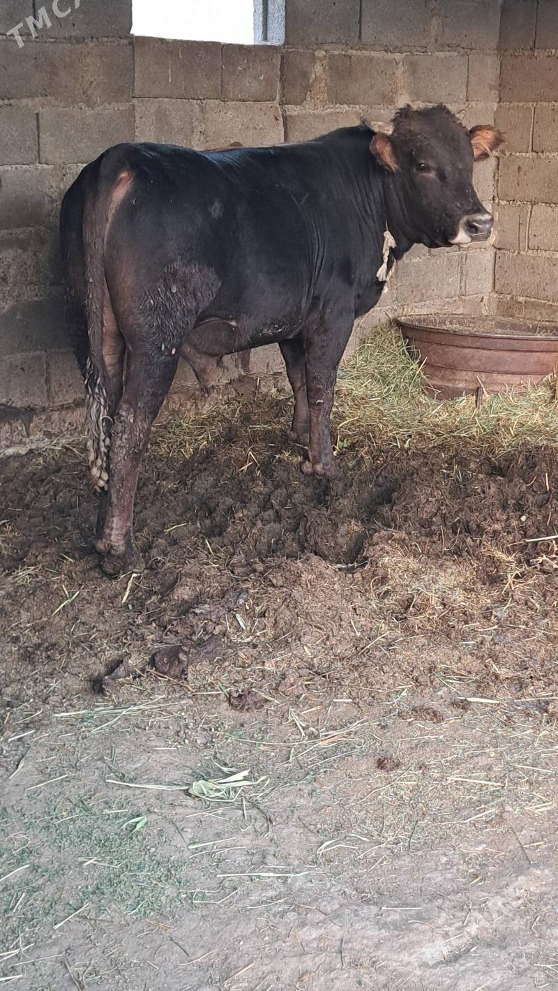 Bakylan okuz - Бахарден - img 4