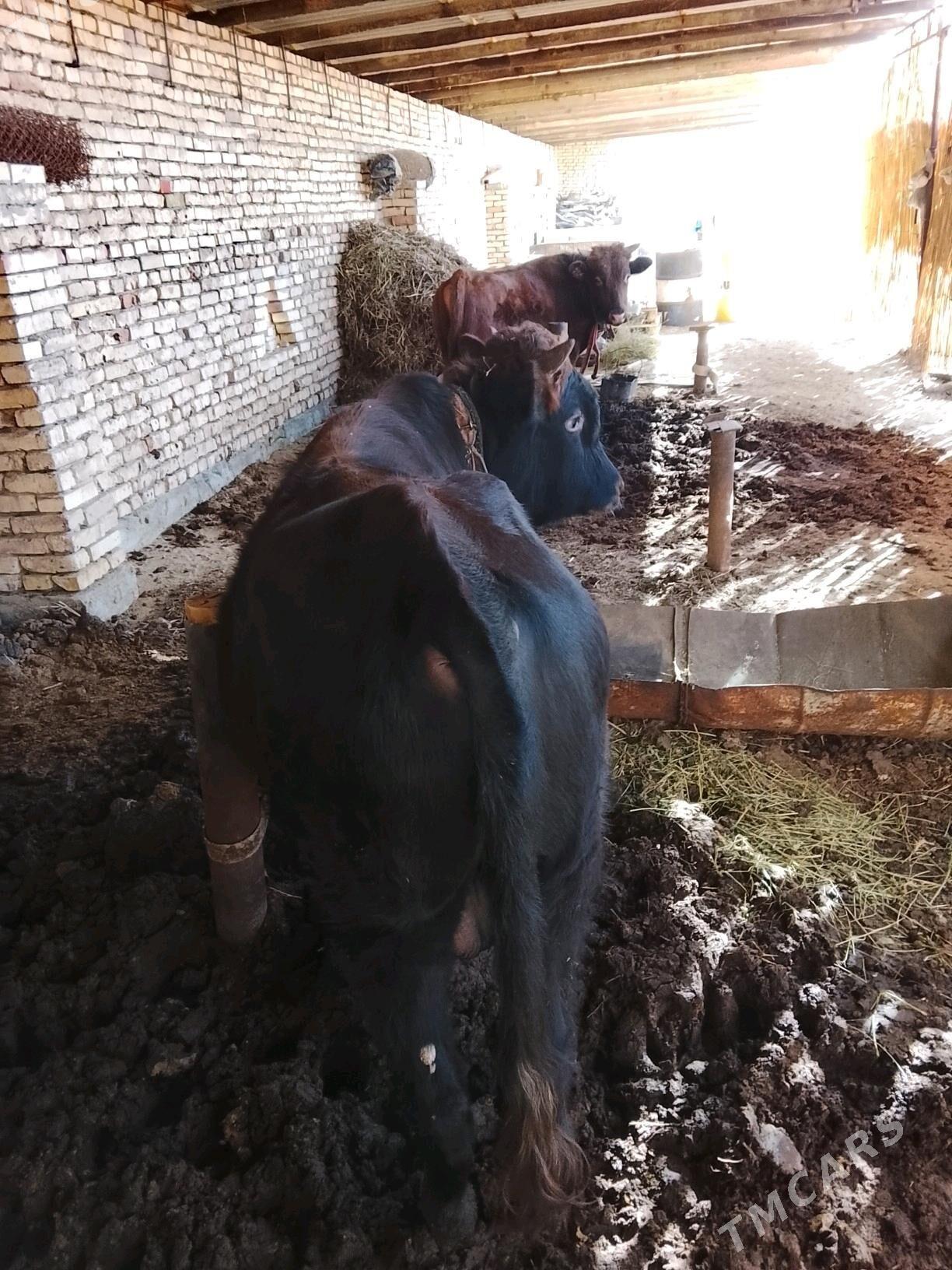 Okuz 2sany bakylan - Мары - img 2