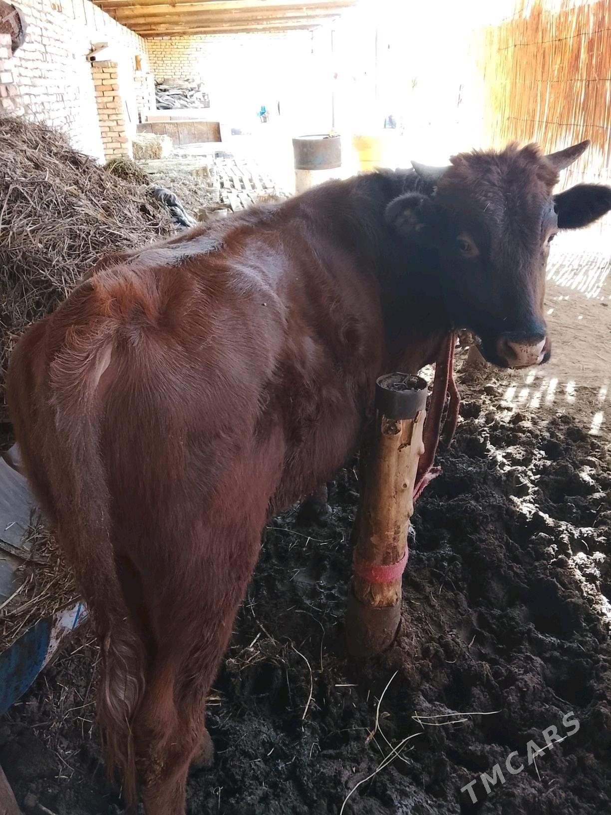 Okuz 2sany bakylan - Мары - img 5