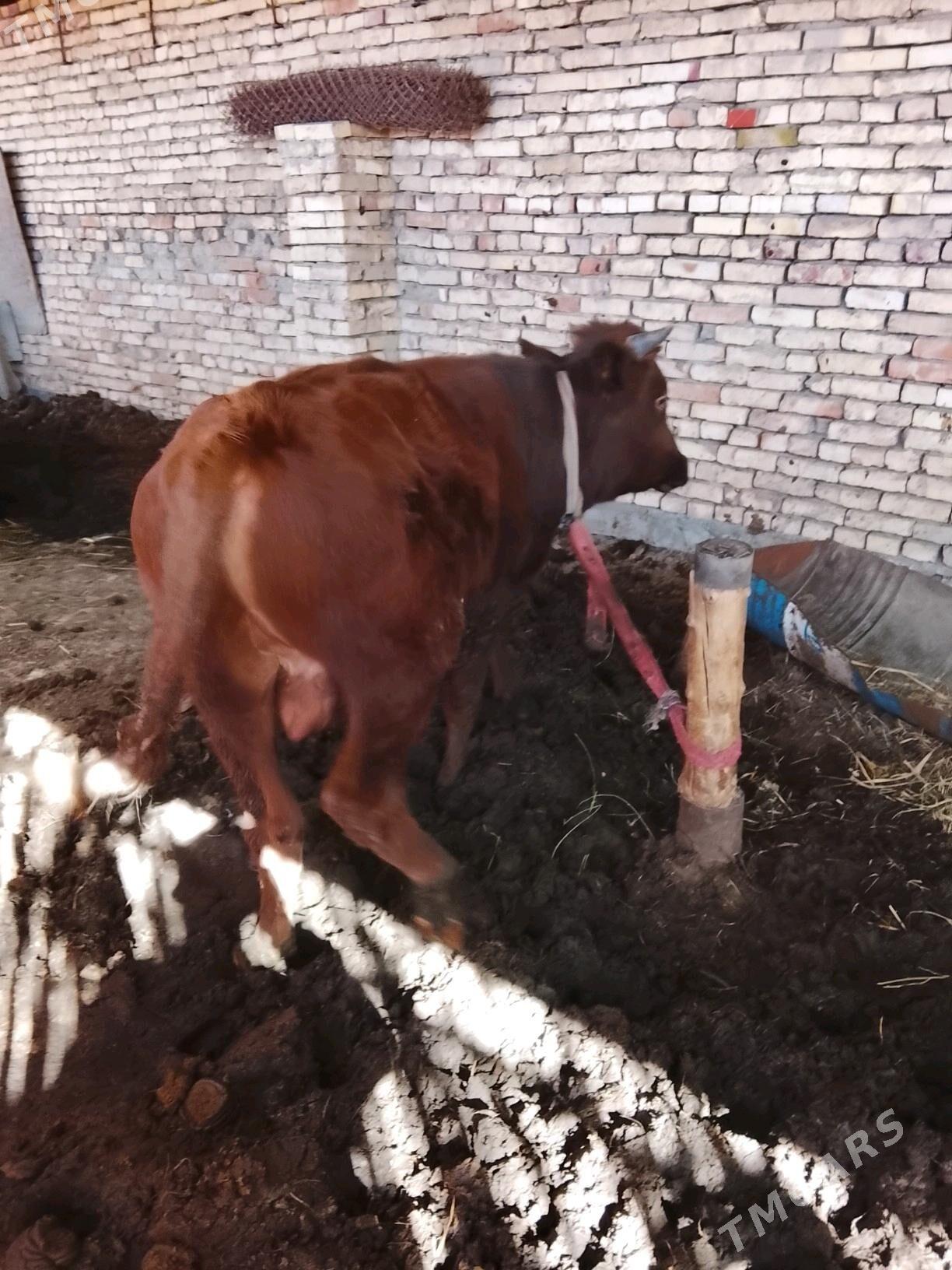 Okuz 2sany bakylan - Мары - img 6