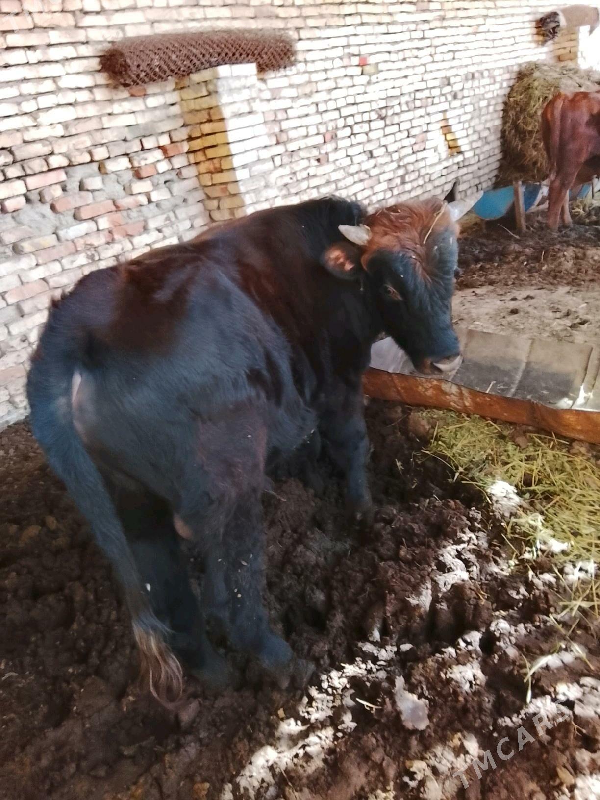 Okuz 2sany bakylan - Мары - img 3