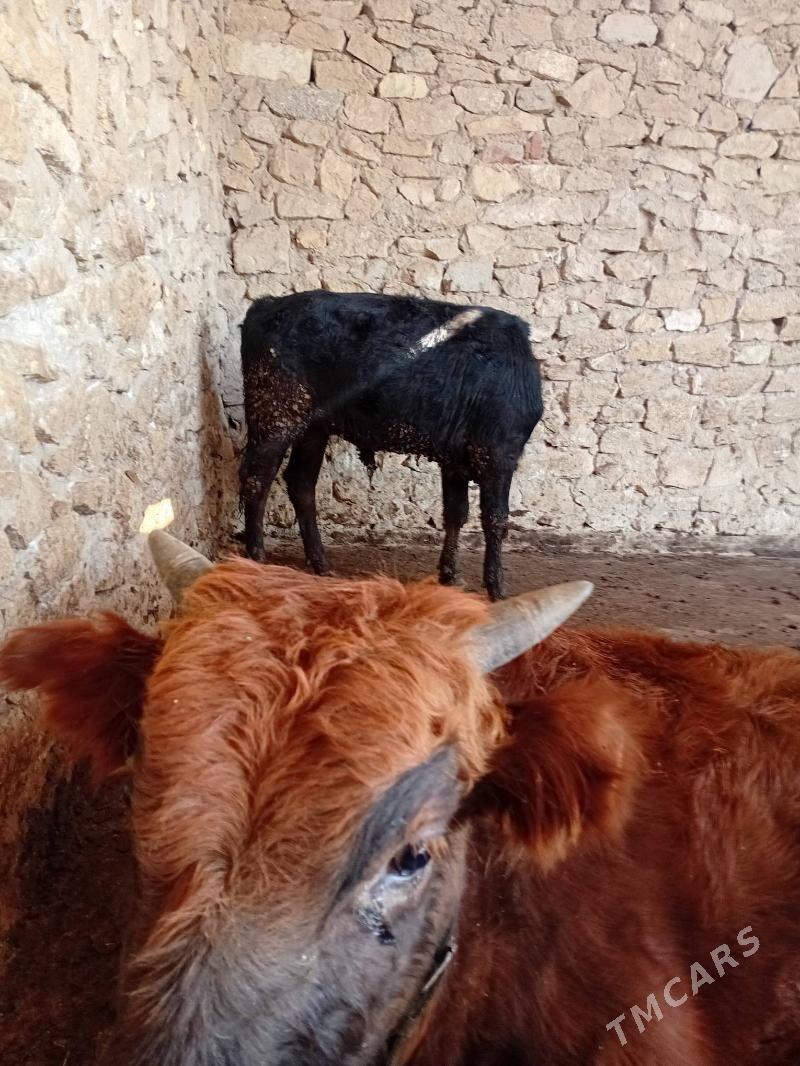 Tohum öküzce - Гызыларбат - img 3