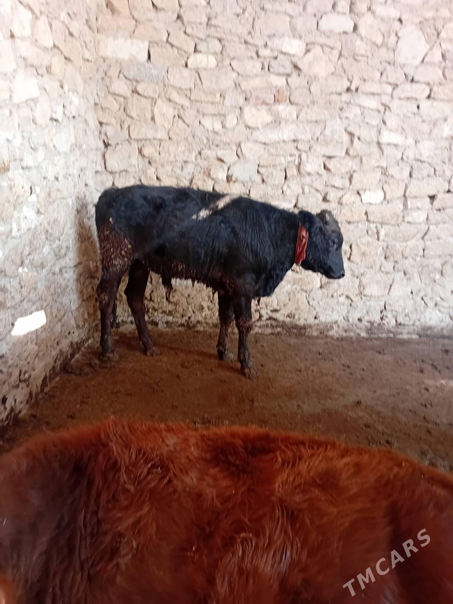 Tohum öküzce - Гызыларбат - img 2