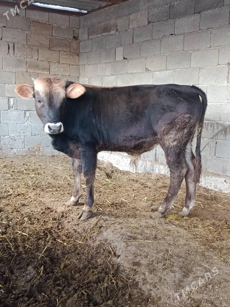 okuz - Бузмеин - img 2