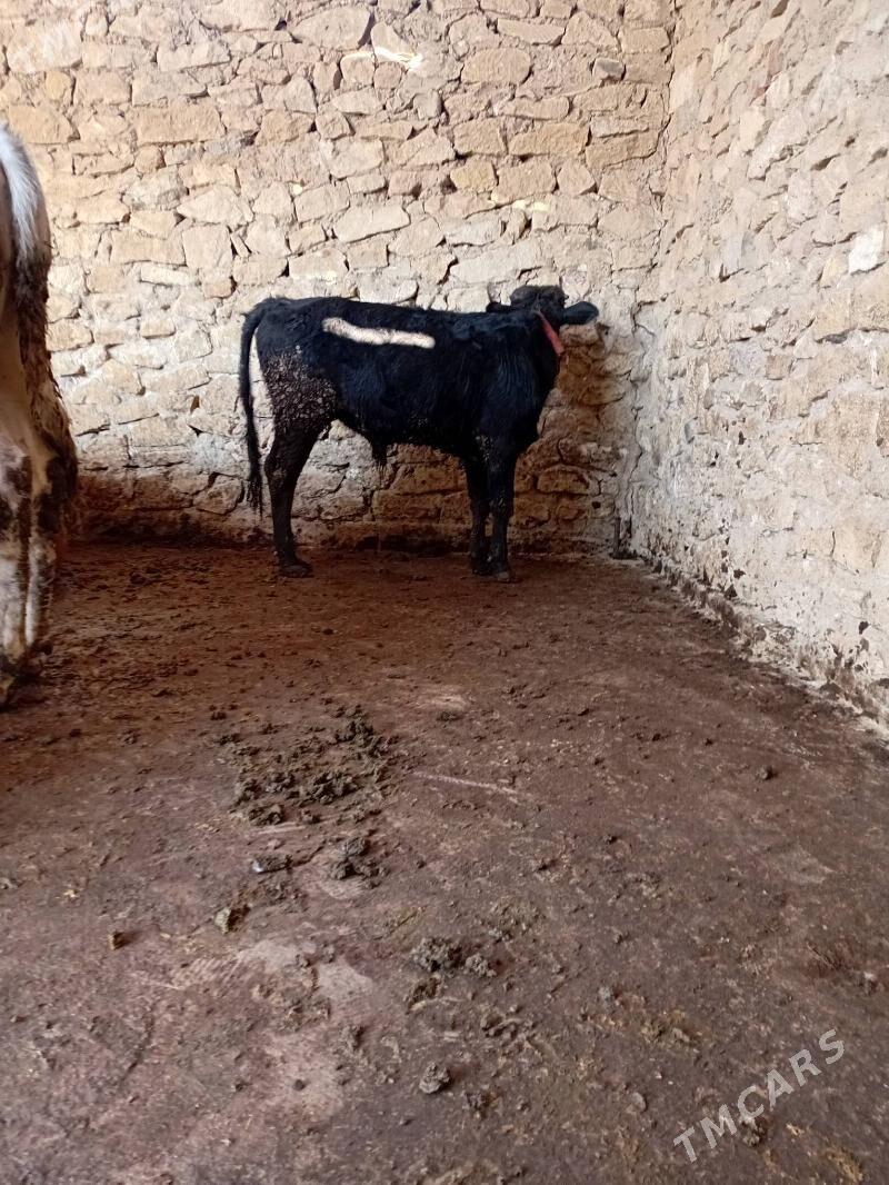 Tohum öküzce - Гызыларбат - img 4