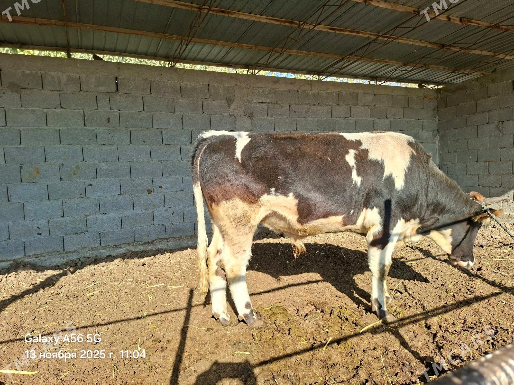 öküz - Gökdepe - img 3