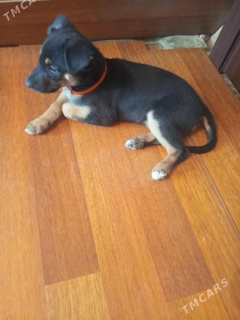 щенок в добрые руки - 1 mkr - img 2